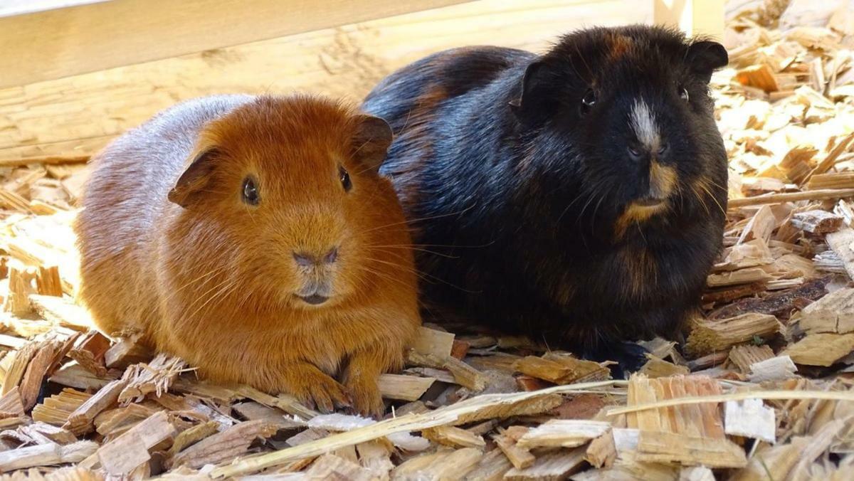 Apartman U Svahu Dolní Morava エクステリア 写真